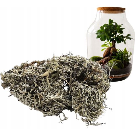Decorazione forestale con licheni grigi in barattolo, 25 g (1/5)