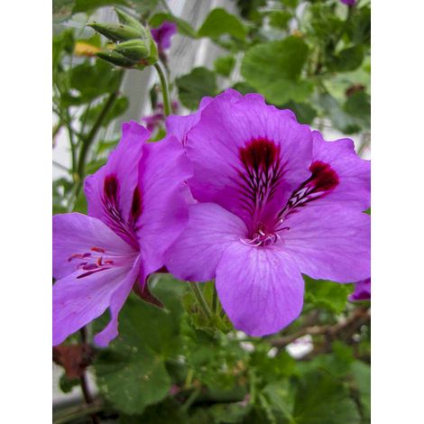 Pelargonium odorant 'Purple Unique' Godet de 8/9 cm