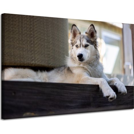 Leinwanddruck „Tiere Husky Hund“ 120x80 cm