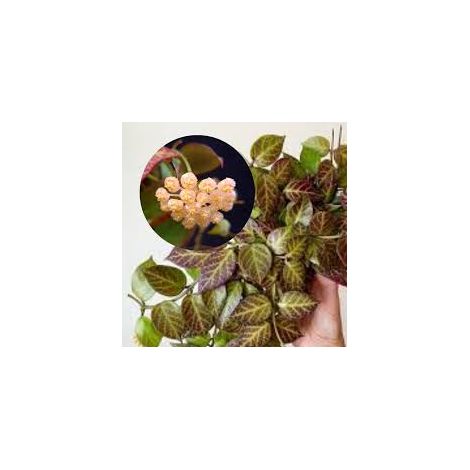 Hoya HOYA SUNRISE VASO 12 Pianta Tropicale da Collezione