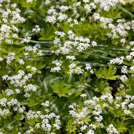 Aspérule odorante (Galium odoratum)