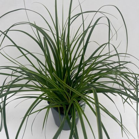 Laîche d'Oshima Everlime 30cm Pot 2L - Carex oshimensis Everlime