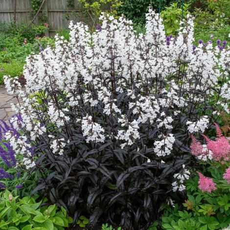 Penstemon Husker Red/Lot de 3 godets