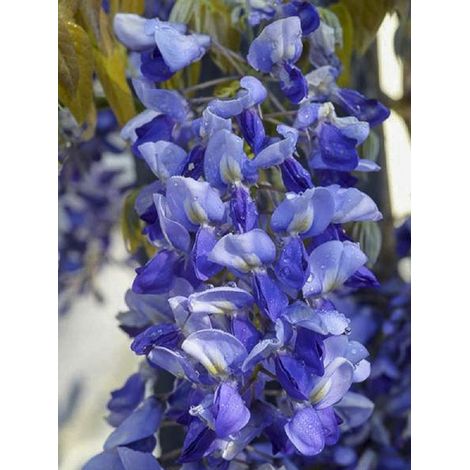 Glycine 'Grande Diva Nathalie' Pot de 1L/1,5L, Plant greffé (1/2)