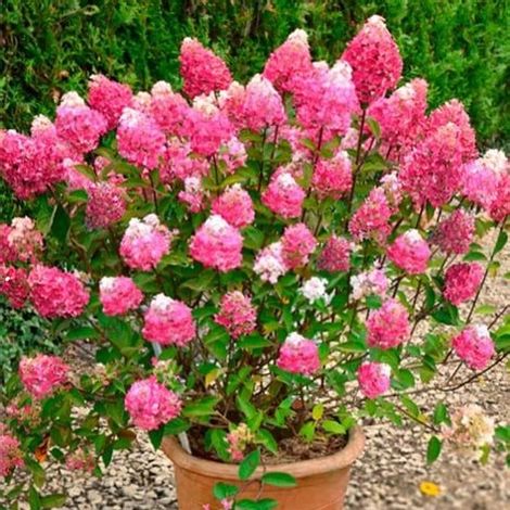 Hortensia paniculé 'Framboisine'® - 30-40 cm pot