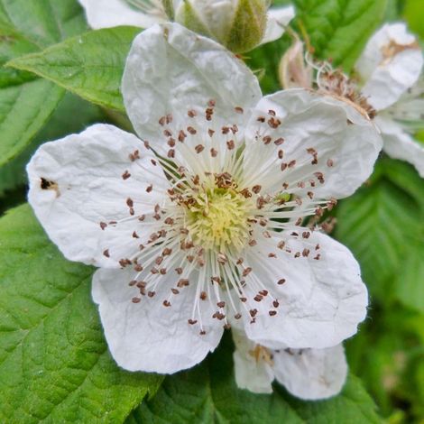 Pépinières Naudet – Ronce commune – Arbuste fruitier comestible – Fleurs mellifères blanches et roses – Mûres noires luisantes – Période de plantation toute l'année (1/3)