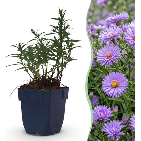 Aster (D) Mittelmeer Plante Vivace Mellifère pour Abeilles et Papillons Violet 1 Plant - PANGIVO (1/5)