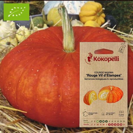 Courge Vif d'Étampes- Graines bio à semer