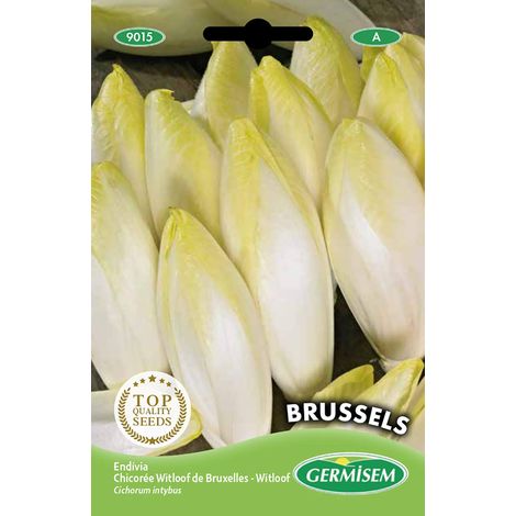 Graines Chicorée Witloof de Bruxelles EC9015
