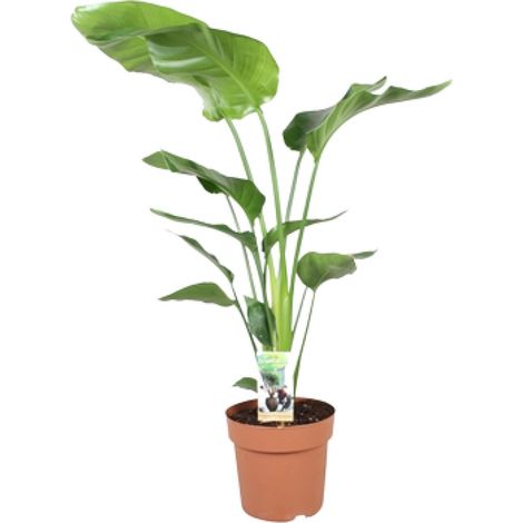 Strelitzia Nicolai - Plante d'Intérieur Fleur de l'Oiseau de Paradis - Ø21 cm - H 110 cm - PANGIVO (1/4)