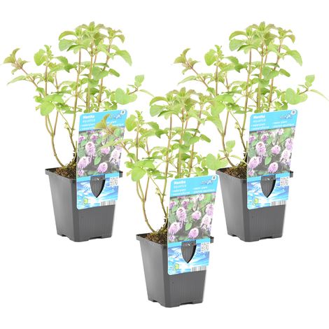 Bloomique - Lot de 3 - Mentha Aquatica - Menthe aquatique - Plantes de bassin - Plantes aquatiques - Résistante au gel - Hauteur 10-20 cm - Pot 9 cm