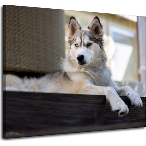 Leinwanddruck „Tiere Husky Hund“ 100x80 cm