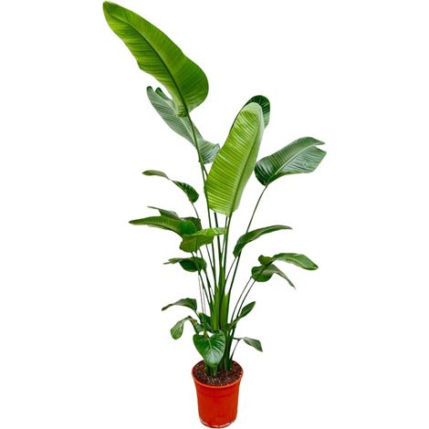 Strelitzia Nicolai Oiseau du Paradis Blanc Plante Verte d'Intérieur et Jardin 180-200 cm ø25-30 - PANGIVO