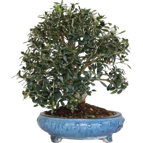Bonsai di Olivo - Olea Europaea - Piante Vere da Frutto - H 50-60 cm Vaso Ø 35 cm (1/4)