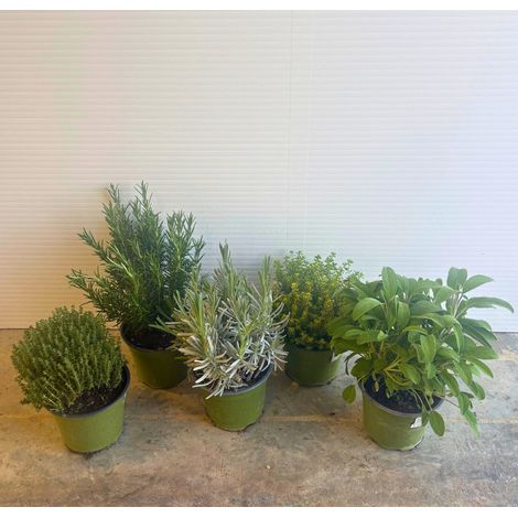 PIANTE AROMATICHE BIO LAVANDA, ROSMARINO, SALVIA, TIMO in vaso 14 (foto reali)-Rosmarino