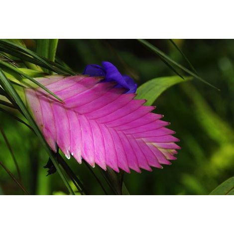 TILLANDSIA AMIRA ROSA VASO 13CM