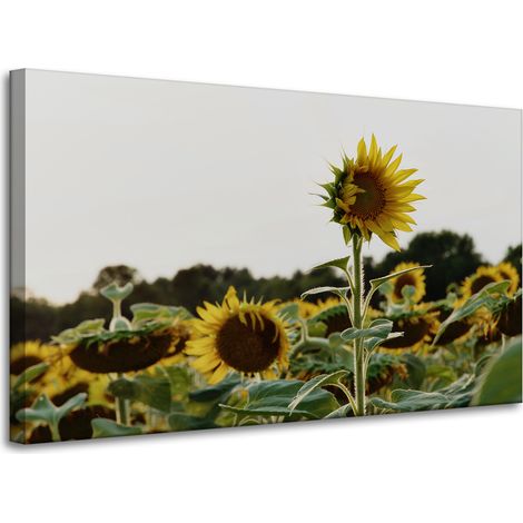Leinwanddruck Botanik Sonnenblumenfeld 100x60