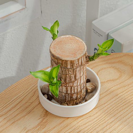 Saucer En Céramique - Support Pour Pot À Plantes - Plateau De Bureau - Blanc - 10 cm - 1 Pièce (1/5)