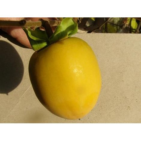 Caco Lampadina (Pianta di 3 anni) (1/2)