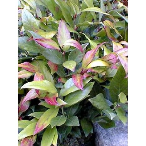 Leucothoe fontanesiana 'Scarletta' Pot de 2L/3L (1/5)