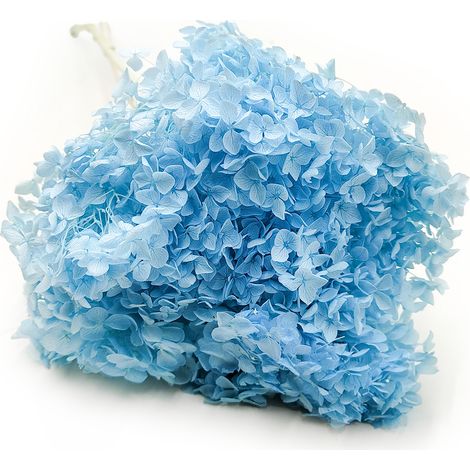 Hortensia estabilizada (Hydrangea Cabeza) - Azul