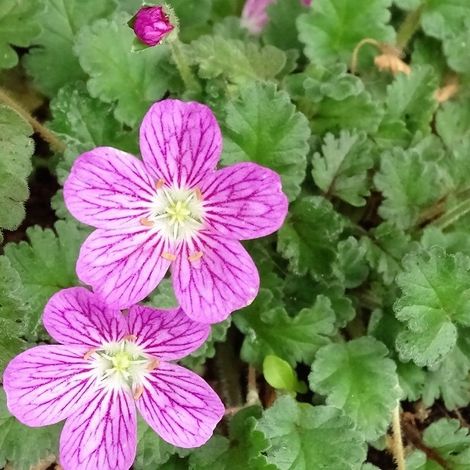 4 x Érodium  - Erodium variabile 'Bishop's Form'  - godet 9x9 cm