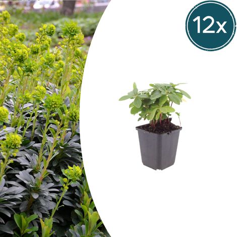 Lot de 12 Euphorbes des bois 'Robbiae' Couvre-sol Persistant Ombre et Mi-ombre 10-25 cm Ø 9 cm - PANGIVO