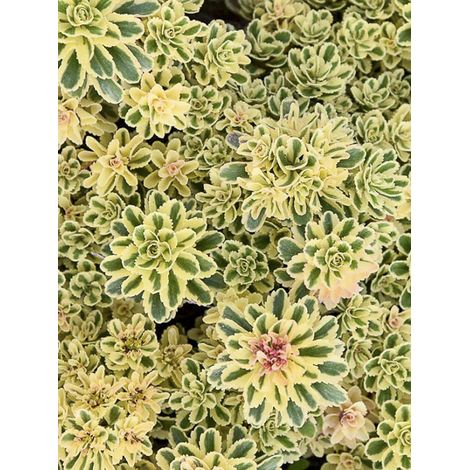 Orpin de Takeshima 'Atlantis' Godet de 8/9 cm (1/2)