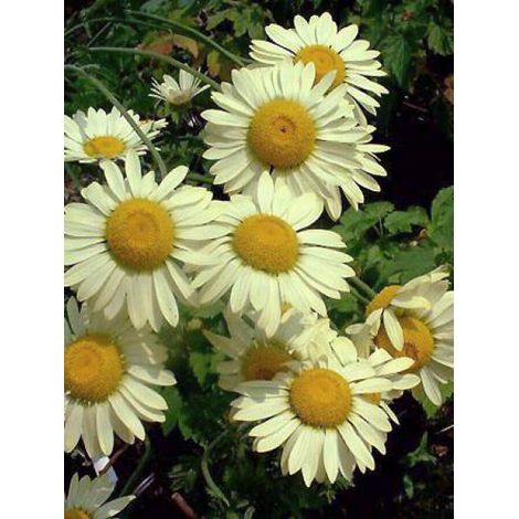 Œil de Bœuf, Camomille des teinturiers 'Wargrave Variety' Godet de 8/9 cm