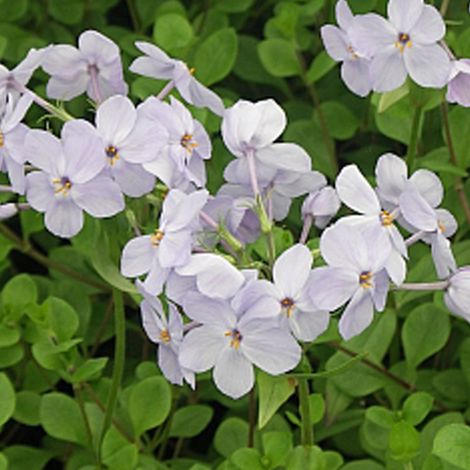 4 x Phlox rampant  - Phlox stolonifera 'Ariane'  - godet 9x9 cm (1/5)