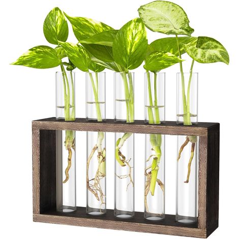Stekstation - Hydroponie Plantenkweker Met 5 Reageerbuisjes - Houten Frame En Reinigingsborstel - Voor Stekjes En Kruiden - 1 Stuk (1/5)