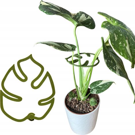 Supporto per piante e fiori Monstera, robusto morsetto di fissaggio S 10 cm (1/5)