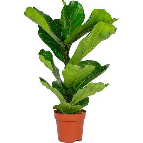 Bloomique - Ficus Lyrata - Figuier lyre - Plante d’intérieur - Dépolluante - Facile d’entretien - 50-60 cm de haut - Pot 17 cm
