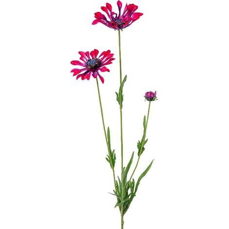 GASPER Kapmargeritenblüten Pink-Bordeaux löffelblättrig 66 cm - Kunstblumen (1/3)