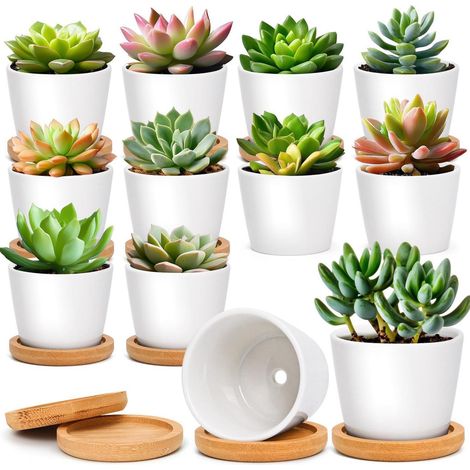 Mini Blumentöpfe Keramik Weiß 12er Set mit Untersetzer für Sukkulenten & Kakteen (1/5)