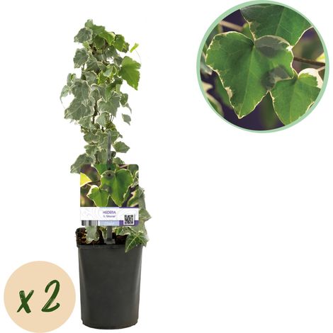 Lot de 2 Lierres Grimpants Hedera helix Glacier Feuillage Panaché Persistant Pot 11 cm H 40 cm - PANGIVO (1/5)