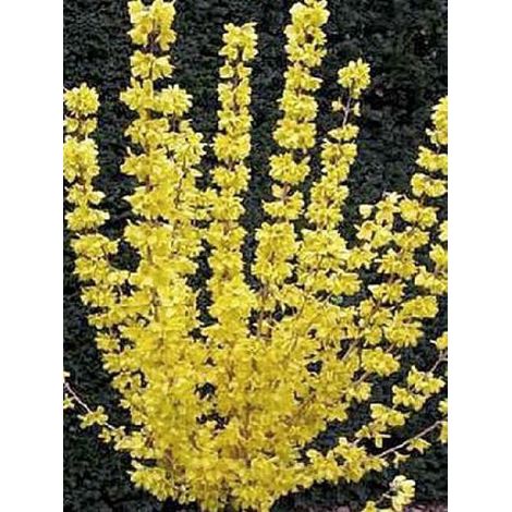 Mimosa de Paris 'Gold Rausch' Pot de 2L/3L (1/2)