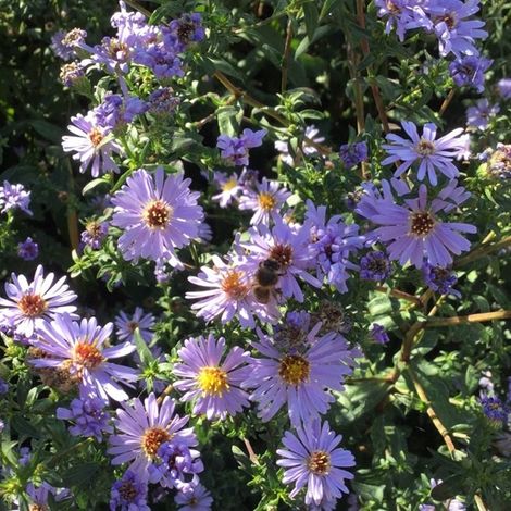 4 x Aster des Pyrénées  - Aster pyrenaeus 'Lutetia'  - godet 9x9