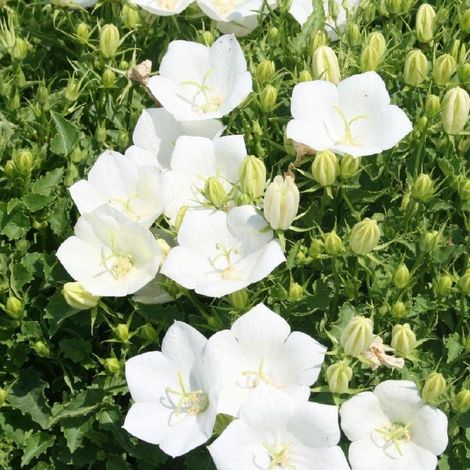 Campanule naine des Carpates Blanche/Godet