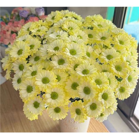 Graines de petites marguerites jaunes Anji 2000 – Floraison Abondante – Mélange Non-OGM – Convient pour le jardin, le balcon et les pots – Décoration de jardin extérieure – Prairie de fleurs sauvages (1/3)