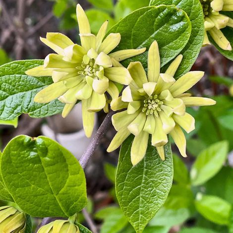CALYCANTHUS ATHENS VASO 19CM