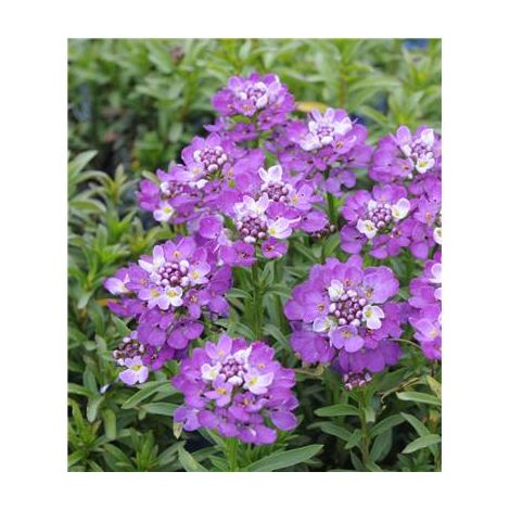 IBERIS SEMPERVIRENS MAUVE - 3 GODETS