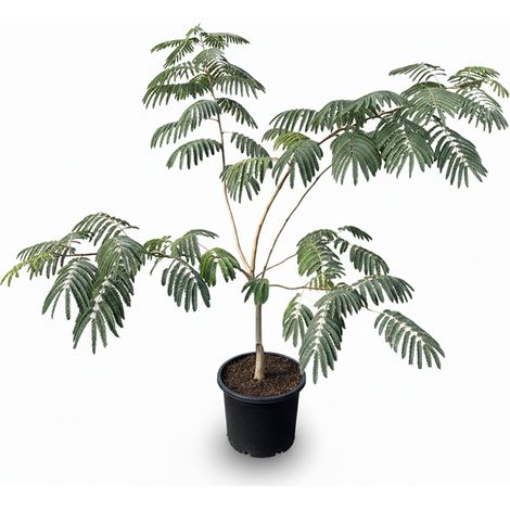 Albizia Ombrella – Arbre à ombre persan, hauteur 120 cm, pot de