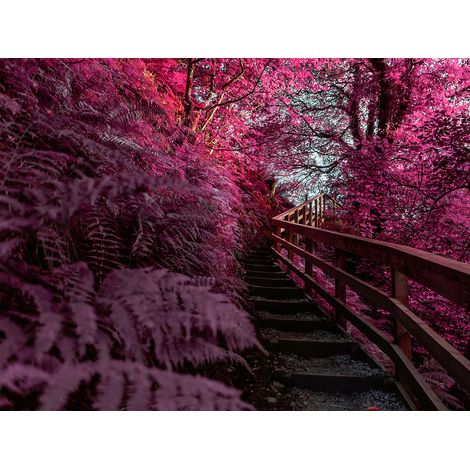 Papier peint panoramique - Forêt Escaliers - 130 cm x 98 cm (1/2)
