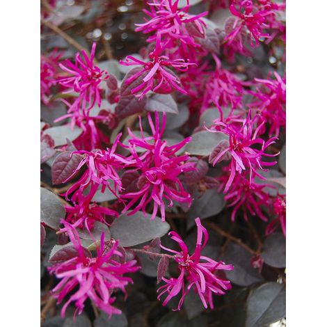 Loropetalum 'Plum Gorgeous' Pot de 2L/3L (1/2)