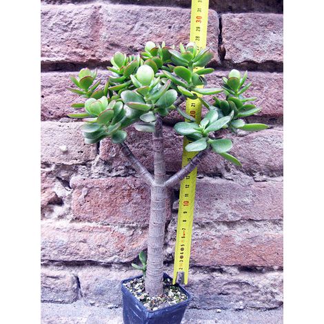 Crassula portulacea 30 cm, cactus, pianta grassa