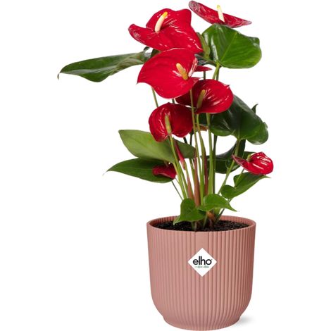 Anthurium Rouge Plante d'Intérieur avec Pot 14 cm Rose - Fleur de Flamant Ø 12 cm - PANGIVO (1/5)