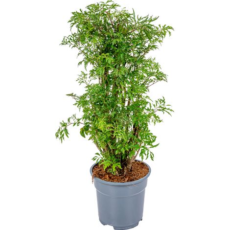 Polyscias 'Fruticosa' – Aralia – Plante purificatrice d'air pour espaces intérieurs – ⌀17 cm – ↕60 cm – Humidité élevée requise
