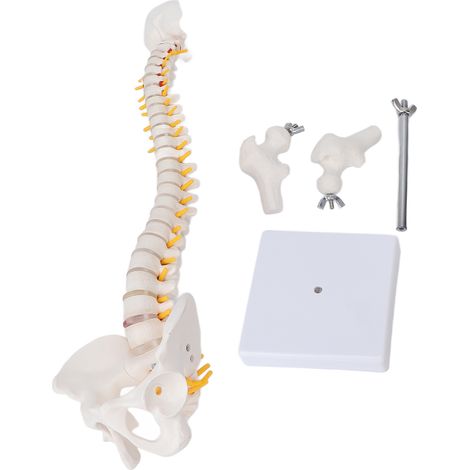 Modèle de colonne vertébrale flexible avec nerfs spinaux, vertèbre caudale anatomique pour enseignement scientifique en classe (1/5)