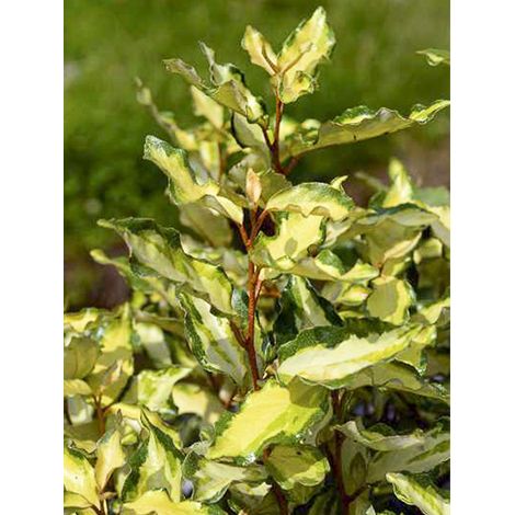 Chalef, Olivier de Bohême 'Maryline' Pot de 2L/3L (1/2)